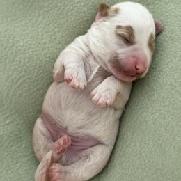 White boy - Parti male Goldendoodle puppy in Las Vegas, Nevada from Bridges Goldendoodles