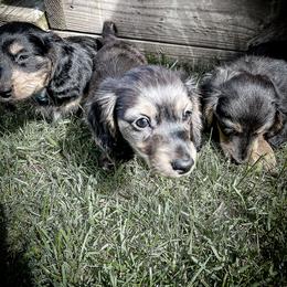 Dachshund Puppies from Lil Weens
