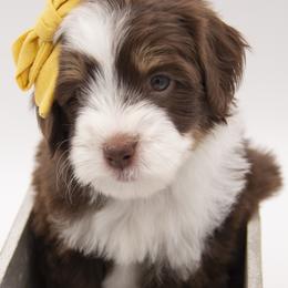 Dolly - Yellow Collar - Tri-color female Bernedoodle puppy in Lehi, Utah from Our Little Farm Life Doodles