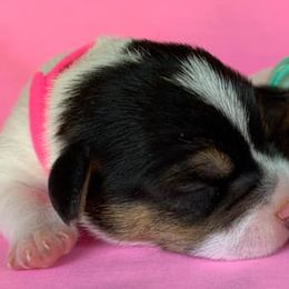 Russell Terriers from Beverly Jack Russells