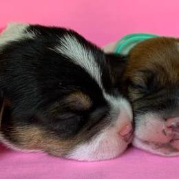 Russell Terriers from Beverly Jack Russells