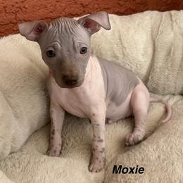 Moxie - White and chocolate male American Hairless Terrier puppy in Arizona City, Arizona from Gaus Hof