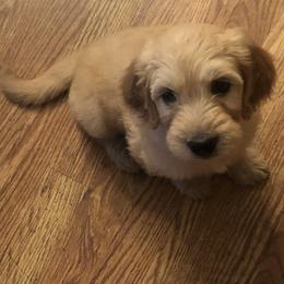 Goldendoodle Puppies from Plantation Puppies