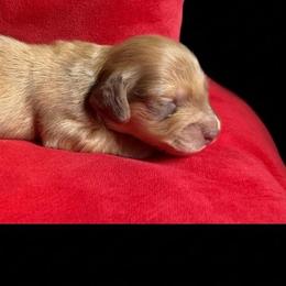 AKC Chocolate Based Shaded Cream - Cream male Dachshund puppy in Lehigh Acres, Florida from Ruby Rose Dachshund Dynasty
