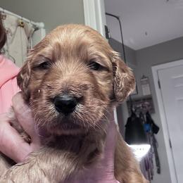 Goldendoodle Puppies from Jerry's Golden Girls