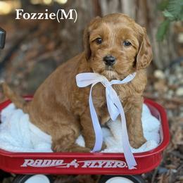 Fozzie - Red male Australian Labradoodle puppy in Citrus Heights, California from Elite Blend Labradoodles