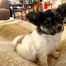 Papillon Puppies from Happy Paps