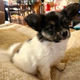 Papillon Puppies from Happy Paps