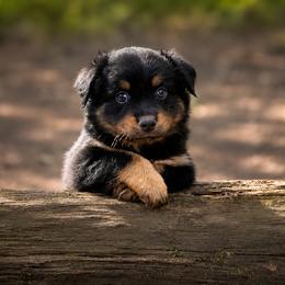 Glacier - Black tri-color male Australian Shepherd puppy in Coldwater, Michigan from Northern Star Australian Shepherds