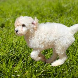 Bernedoodle and Goldendoodle Puppies from Sutton Place Poodles and Doodles