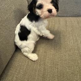 Cavalier King Charles Spaniel Puppies from Krawczyk's House of Cavaliers