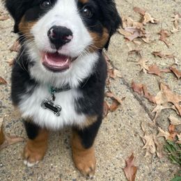Bernese Mountain Dog Puppies from Willow Tree Berners