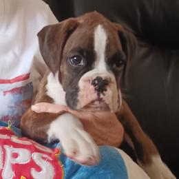 Boy 2 flashy dark brindle - Brindle male Boxer puppy in Morriston, Florida from Like The Wind Boxers