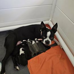 Boy 2 - Black and white male Boston Terrier puppy in Pahrump, Nevada from Lujan Ranch