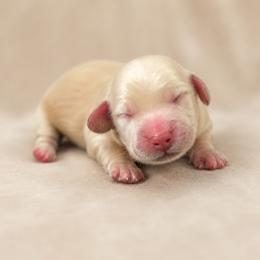Denali - Cream male Dachshund puppy in Riverton, Wyoming from Wild Rose Ridge Doxies