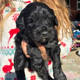 Mickey - Black and tan male Schnoodle puppy in Sedalia, Missouri from Farmer Brown's Puppies