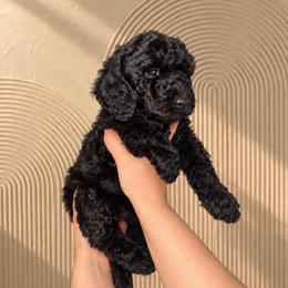 Tiffany - Yellow Collar Girl - Black female Goldendoodle puppy in Yakima, Washington from HoneyPaw Doodles