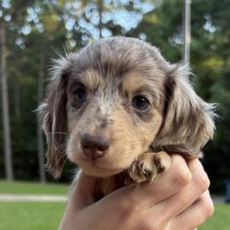 Dachshunds from S&C Doxies