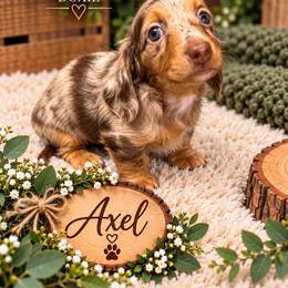 Axel - Dapple male Dachshund puppy in Central Point, Oregon from Chamberlains Doxie