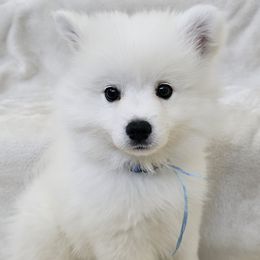 Blue - White male American Eskimo Dog puppy in Murrieta, California from SoCal American Eskimos
