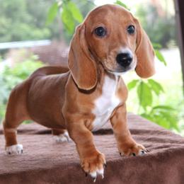 Tulip Purebred DNA Tested Parents Health Certified - Red female Dachshund puppy in Haines City, Florida from Divine Poodle Paradise Standard Poodles & Divine Dachshunds