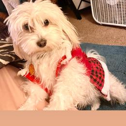Khaleesi - Maltipoo