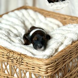 Rusty - Sable male Bernedoodle puppy in Tulsa, Oklahoma from The Poodle Co. Raising Doodles & Poodles