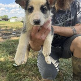 German Shepherd Puppies from Das Müller Hund Haus