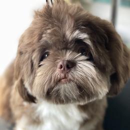 Buck - Shih Tzu