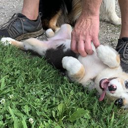 Australian Shepherd Puppies from Aussome Pups at Alexander Farm