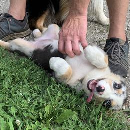 Australian Shepherd Puppies from Aussome Pups at Alexander Farm