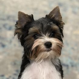 Yorkshire Terrier Puppies from Lori's Ohana Yorkies