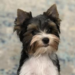 Yorkshire Terrier Puppies from Lori's Ohana Yorkies