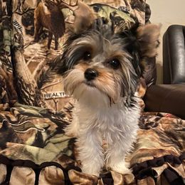 Cinch - Yorkshire Terrier