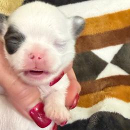Prince - Blue and white male Chihuahua puppy in Dime Box, Texas from Color Me Crazy Chihuahuas