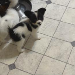 Female Puppy 2 - White and black female Papillon puppy in Kenly, North Carolina from Otto’s Papillons