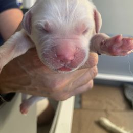 Grey Collar - Light golden male Golden Retriever puppy in Peoria, Arizona from Westwing Retrievers