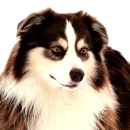Jesse - Miniature Australian Shepherd