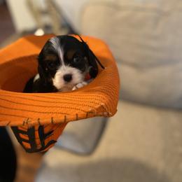 Cavalier King Charles Spaniel Puppies from SHANNON'S CAVALIERS