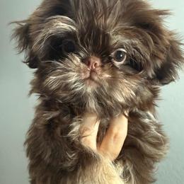 Marvelous and Mischievous Monkey Boy - Chocolate and tan male Shih Tzu puppy in Modesto, California from 🌗 New Moon Shih Tzu 🌗