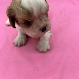 Camile - Blenheim female Cavalier King Charles Spaniel puppy in Burke, New York from Patti’s Puppies