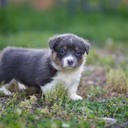 Girl 2 - Blue female Pembroke Welsh Corgi puppy in Ocala, Florida from Dolan Farms Corgis