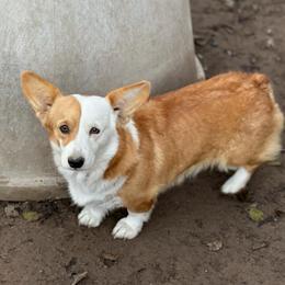 Foxee - Pembroke Welsh Corgi
