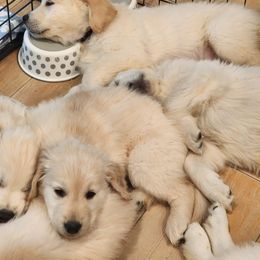 Golden Retriever Puppies from Canyon Ridge Goldens