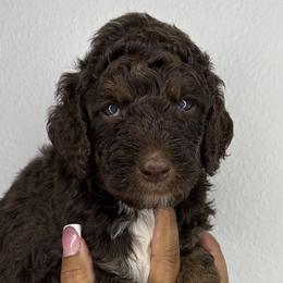 Poodles from Empire Poodles