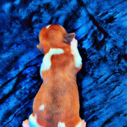 Shih Tzu Puppies from Gig Harbor Shih Tzu's