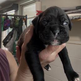 Betsy - Brindle female Boxer puppy in Taft, Tennessee from Hillbillie Boxers