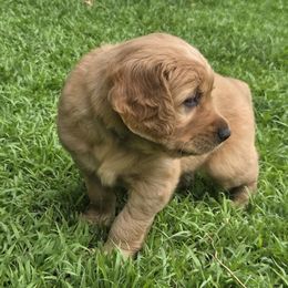 Golden Retriever Puppies from City Goldens