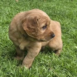 Golden Retriever Puppies from City Goldens