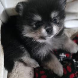 Black n tan pup 5 - Black and tan female Pomeranian puppy in Carrollton, Georgia from B AND R'S POMERANIAN'S